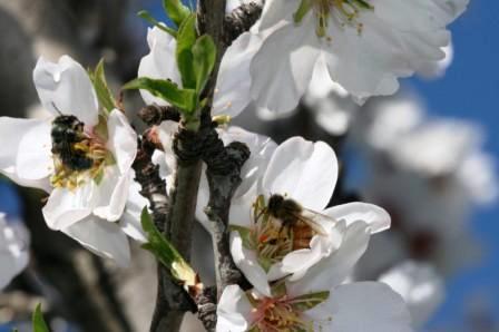 lebah-penambang-lebah-eropa-bunga-pohon-almond-1162014 Seekor lebah penambang (kiri) dan lebah madu Eropa mengunjungi bunga almond di California Utara. (Credit: Albert-Ludwigs-Universität Freiburg)