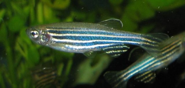 ikan-zebra-130515 ikan zebra