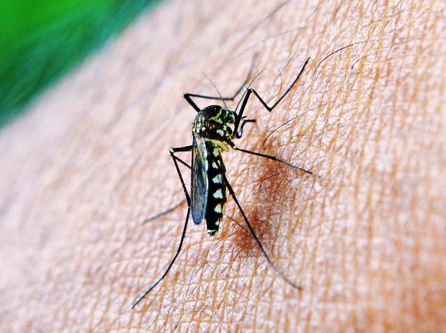 malaria, anopheles