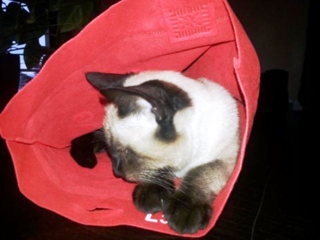 kucing
