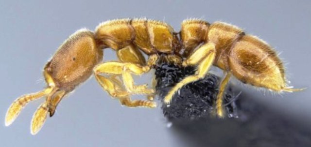 semut, Prionopelta subtilis
