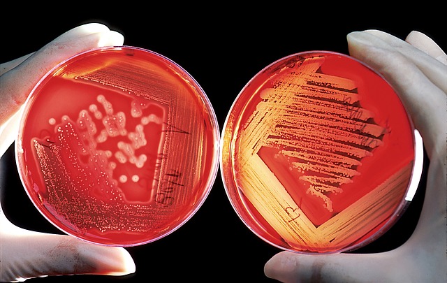 kultur bakteri, resistensi antibiotik