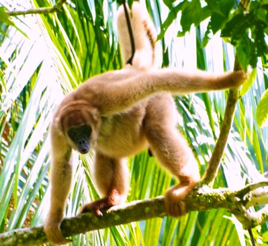 primata, hutan tropis