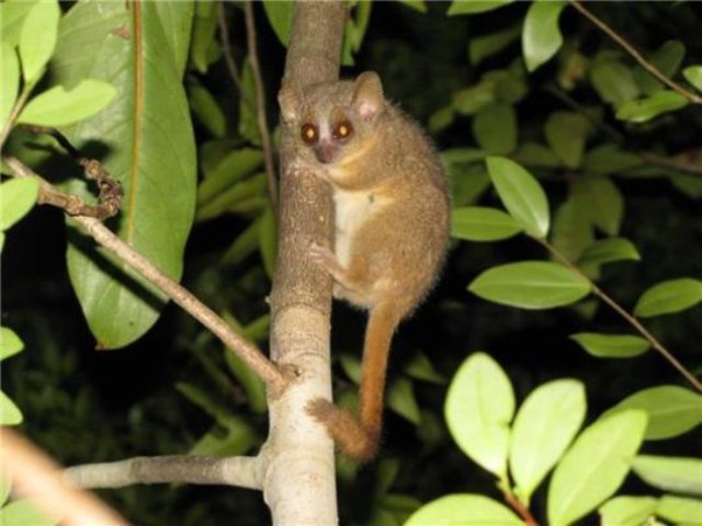 lemur tikus, madagaskar, Microcebus ganzhorni 